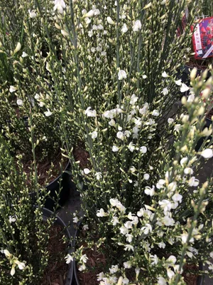 Obrázek produktu pro Cytisus praecox 'Albus' - Gorse 40 - 60 cm kontejner