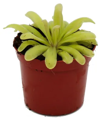 Produktbild von Fleischfressende Pflanze – Zier-Fettkraut – Pinguicula „Anna“ – 9-cm-Topf