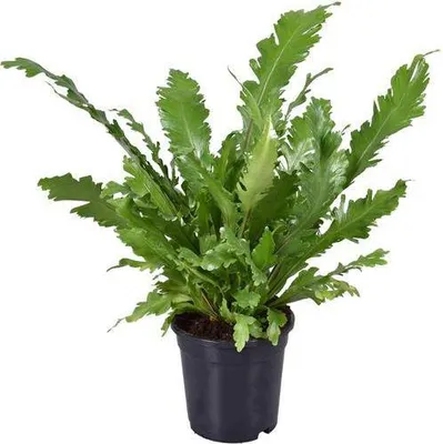 Image de Fougère nid d'asplénium (Asplenium nidus) - Plante d'intérieur - Ø17cm, hauteur