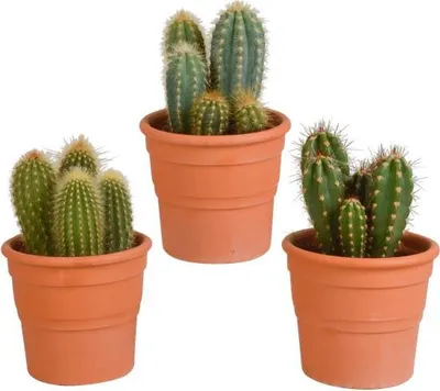 Obrázek produktu pro Cereus Mix - 3 rostliny, prumer 10 - 5cm, pokojové rostliny v terakotovém