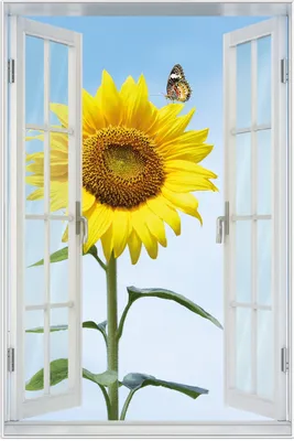 Produktbild von Wallario Wandbild mit Fenster-Illusion: Sonnenblume mit Schmetterling, Größe: 61 x 91,5 cm, Poster mit weißem Aluminiumrahmen