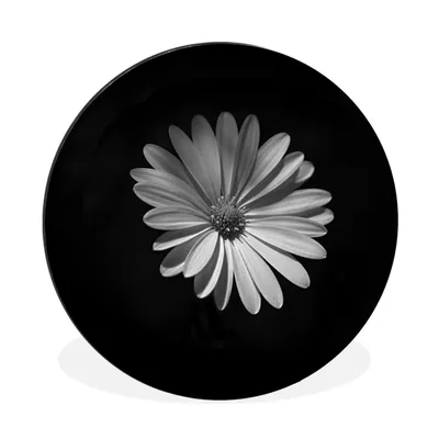 Produktbild von MuchoWow® Aluminium Wandkreis Ein weißes Gänseblümchen auf schwarzem Hintergrund Ø 90 cm Wanddeko Modern Wohnzimmer - Mauerkreis - Wandbilder - Runde Bild - Bild aus Aluminium - Schlafzimmer - Wohnzimmerdekoration - Wand Dekoration