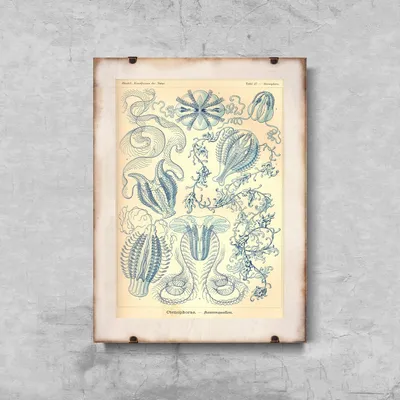 Produktbild von Poster - Canvas - Leinwand - 29,7 cm x 42 cm - Sea Art Ctenohorae