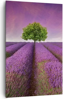Produktbild von Bild auf Leinwand - Leinwandbild - Einteilig - Wiese lavenda Sommer Landschaft - 80x120cm - Wand Bild - Wandbilder - Leinwanddruck - Wanddekoration - Leinwand bilder - Wandbild - PA80x120-2605