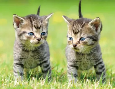 Produktbild von 3 D Magnet Katzen, 9 x 7 cm, Tiere Katze Kätzchen, Kühlschrankmagnete Tier