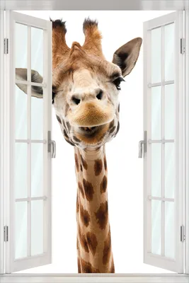 Produktbild von Wallario Poster mit Fenster-Illusion: Giraffenkopf, Größe: 61 x 91,5 cm (Maxiposter)