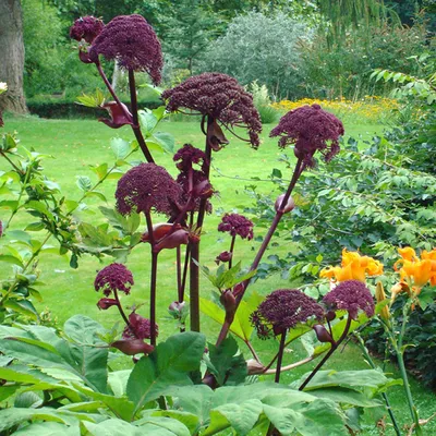 Produktbild von 6 x Engelenwortel - Angelica gigas | Topf 9cm x 9cm