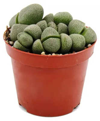 Immagine prodotto di Lithops - pietra viva - in vaso da 5,5 cm