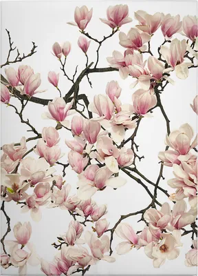Produktbild von Leinwandbild Blumen Floral 70 x 50 cm - Wandbild Weiß Rosa - Keilrahmen Blüten Wohnzimmerdeko Wanddeko Wandgemälde