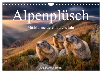 Produktbild von Alpenplüsch - Mit Murmeltieren durchs Jahr (Wandkalender 2027 DIN A4 quer), CALVENDO Monatskalender