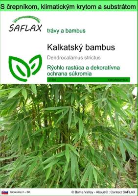 Obrázok produktu pre SAFLAX Garden to go - kalkatský bambus - Dendrocalamus strictus - 50 Semená - S črepníkom, klimatickým vekom a pestovateľským substrátom