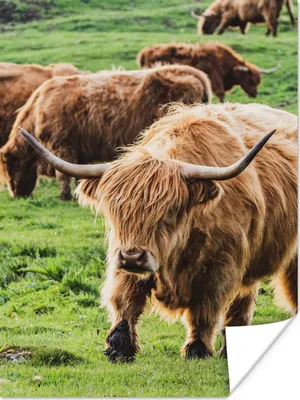 Produktbild von MuchoWow® Poster Schottischer Hochländer - Kühe - Gras 60x80 cm - Schlafzimmer Dekoration