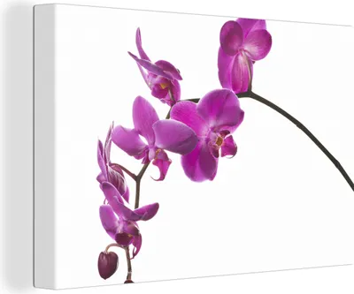 Produktbild von OneMillionCanvasses® - Leinwandbilder - 140x90 cm, Orchidee vor weißem Hintergrund, Wandbilder Kunstdruck Wanddekoration - Foto auf Leinwand - Gemälde auf Holzrahmen