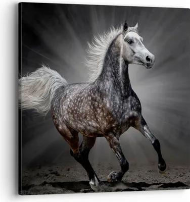 Produktbild von Bild auf Leinwand - Leinwandbild - Pferd Tier Natur - 40x40cm - Wand Bild - Wanddeko - Wandbilder - Leinwanddruck - Bilder - Kunstdruck - Wanddekoration - Leinwand bilder - Wandkunst - AC40x40-3593