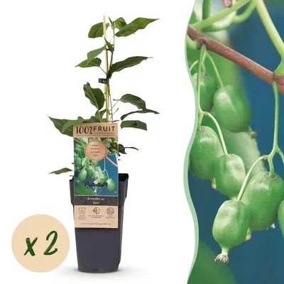 Image de Green boutiQ - Arbre fruitier - Acitinidia arguta Issai - Kiwi - Autofertile - Fruit vert - 2 plants - Pot de 15 cm - Hauteur 50 cm