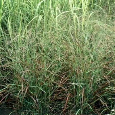 Produktbild von 6 x  Panicum virg. 'Rotstrahlbusch' - Ruten Hirse - Topf 9 x 9 cm