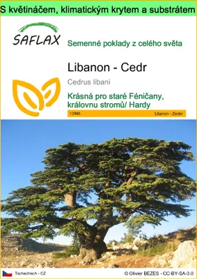 Obrázek produktu pro SAFLAX Garden to go - Libanon - Cedr - Cedrus libani - 20 Semena - S květináčem, klimatickou poklicí a pěstebním substrátem