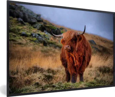 Produktbild von MuchoWow® MuchoWow® Gerahmtes Poster Schottische Hochlandrind - Gras - Steine 90x60 cm - Poster mit zchwarzem Bilderrahmen - Fotorahmen - Foto-Plakat