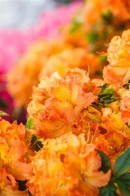 Produktbild von Rhododendron luteum 'Gibraltar', gelb-orange, 30–40 cm