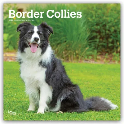 Produktbild von Border Collies 2027 - 16-Monatskalender