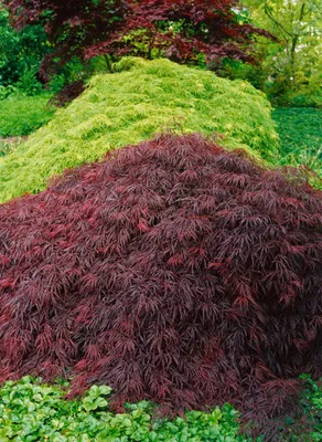 Produktbild von Acer palmatum 'Crimson Queen', Japanischer Ahorn, rot, 40–50 cm
