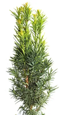 Image de If colonnaire Taxus Fastigiata Robusta 60 - 70 cm