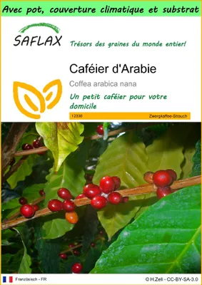 Image de SAFLAX Garden to go - Caféier d'Arabie - 8 graines - Coffea