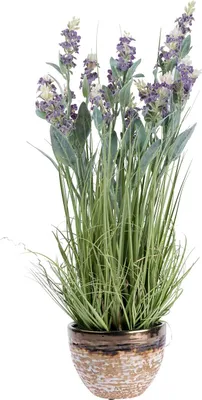 Produktbild von HOMESCAPES Kunstblumen Lavendel in braunem Topf, Lila, 66 cm hoch