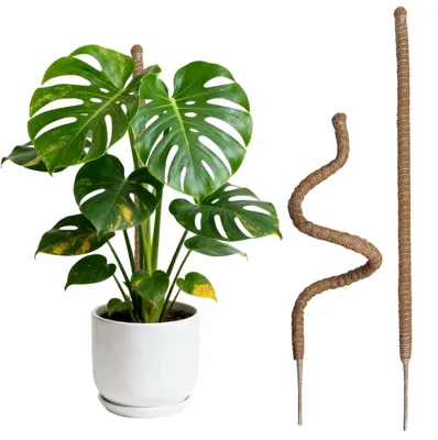 Produktbild von Moosstab Kokosstab Kletterhilfe - 2 Stück - 60 cm - Kokosfaser