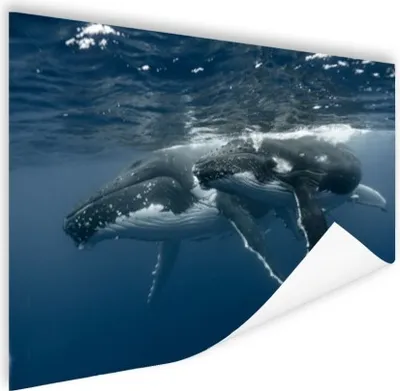 Produktbild von MuchoWow® Poster Bucklige Mutter und Kind schwimmen zusammen 60x40 cm - Schlafzimmerdekoration