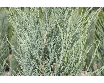 Produktbild von Säulenwacholder Botanico Juniperus scopulorum 'Blue Arrow' H 40-50 cm Co 3,7 L
