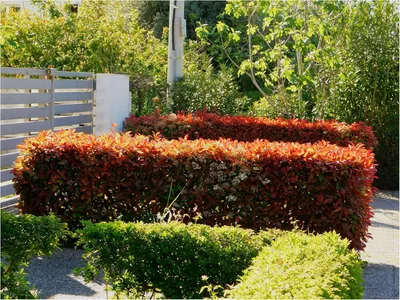 Produktbild von Stauden Gänge 10 x Photinia fraseri 'Little Red Robin' - Kleine Rote Glanzmispel - Kompakte Eleganz in strahlendem Rot - Blickfang - Heckenpflanze