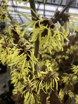 Image de Hamamelis intermedia Pallida - Arbuste à fleurs, 40-60 cm, en conteneur