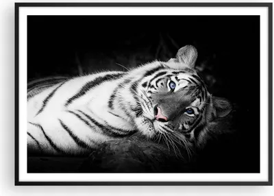 Produktbild von Gerahmtes Poster - Schwarzer Rahmen - Weiß Tiger Schwarz und Weiß - 100x70 cm - Wand Bild - Wanddeko - Wandbilder - Wandposter - Bilderrahmen - Bilder - Kunstdruck - Wandbild - P2BAA100x70-4247