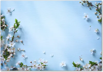 Produktbild von Tulup® Glas-Bild - 100 x 70 - Wandbild aus Glas - Wandkunst - Wandbild hinter gehärtetem Sicherheitsglas - Blumen & Pflanzen - Kirschblüten - Blau