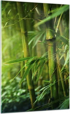 Produktbild von Bilder auf glas - Einteilig - Bambus Pflanze - 70x100cm - Glasbilder - Wandbilder - Bilder - zum Aufhängen bereit - Wanddekoration aus Glas - Glas Bilder - Wandbild auf Glas - GPA70x100-3558