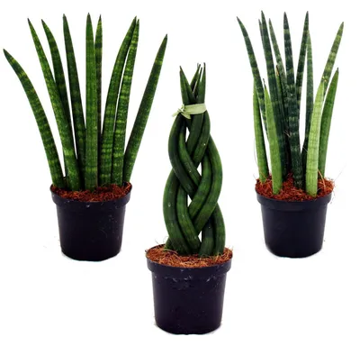 Produktbild von Sansevieria cylindrica – Elegantes 3er-Set im 9-cm-Topf – Hanfschleife, schöne Mutterzunge