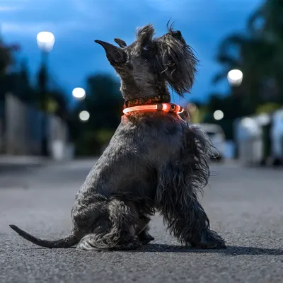 Obrázok produktu pre Pet LED obojok Petlux InnovaGoods
