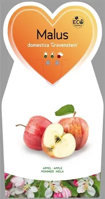 Zdjęcie produktu dla Malus domestica Gravensteiner ok. 120 cm - Jabłoń jesienna - Jabłoń - stara odmiana