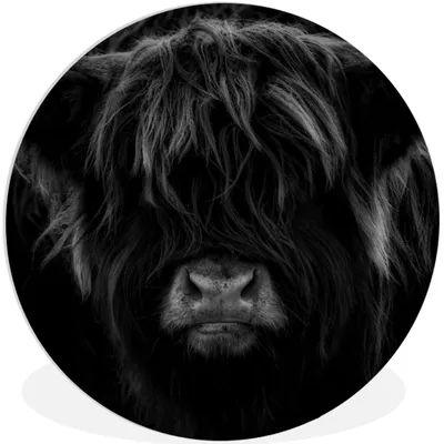 Produktbild von MuchoWow® Rundes Wandbild - Runde Bilder Schottischer Highlander - Kuh - Schwarz - Weiß - Porträt Ø 60 cm Kreis Wanddekoration Kunststoff - Wandkreis - Wandschmuck - Wand Kreis - Das Schlafzimmer - Die Bilder - Wandmalerei - Kunst für das Haus - das Plastik