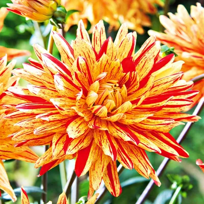 Produktbild von Dahlie Dahlienpflanzen Knollen Kaktus-Dahlie Striped Vulcan 1 St.