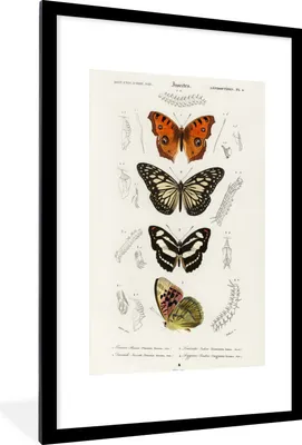 Produktbild von MuchoWow® MuchoWow® Gerahmtes Poster Schmetterling - Vintage - Insekten 60x90 cm - Poster mit zchwarzem Bilderrahmen - Dekoration - Wandposter Wohnzimmer - Hochwertig