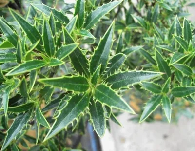 Produktbild von Ilex aquifolium Myrtifolia - Myrtenblättrige Stechpalme - 40-60