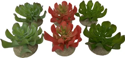 Immagine prodotto di Terra Della - Decorazione per terrari - Echeveria
