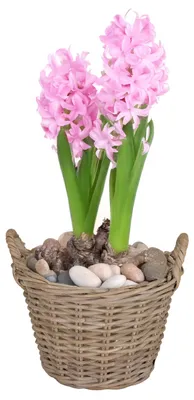 Produktbild von Mega Collections Pflanzen-/blumenkorb Levi - Rattan - natur - 20x16 cm - Pflanzgefas fur drausen