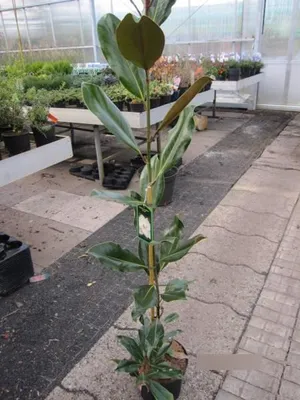 Produktbild von Immergrüne Magnolie Purpan - Magnolia grandiflora - 100-125cm
