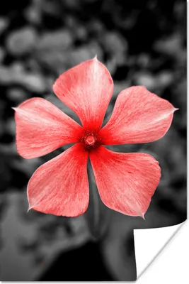 Produktbild von MuchoWow® Poster Blumen - Rot - Schwarz - Weiß 60x90 cm - Wanddekoration