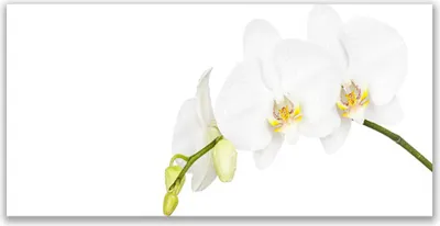 Produktbild von Tulup Leinwand-Bilder 120x60 Wandbild Canvas Kunstdruck Blumen Pflanzen