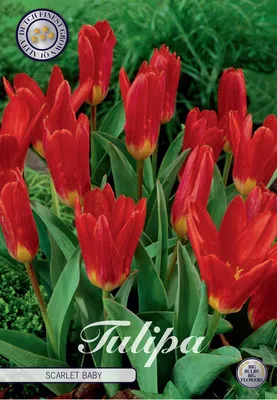 Artikelbild 2 von 'Tulpe Scarlet Baby (10 Stück)' aus der Kategorie Tulpenzwiebeln
