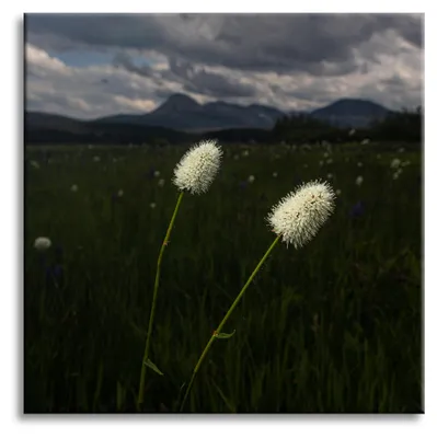 Immagine prodotto di Stampa su tela "Natura e fiori selvatici" 50x50 cm